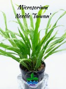 Microsorium Needle Taiwan